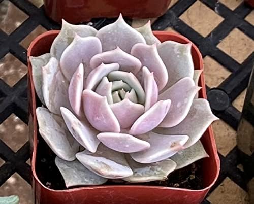 Sprout N Green Echeveria Lola, Live Succulent Rooted in 2" Pot with Soil - Image 4