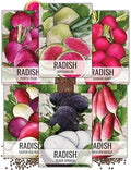 Seed Needs Radish Seeds Variety Pack of 6 Non-GMO & Heirloom Root Vegetable by SeedNeeds