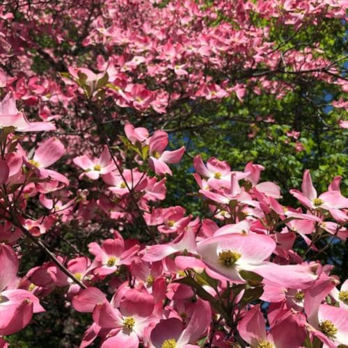 Pink Dogwood Tree Live Plant, Ornamental Tree, 6-12 Inch Tall, Quart Pot - Image 5