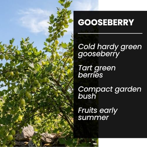 Green Gooseberry Plants Live (3 Pack) – Edible Fruit Bushes - Ships Dormant - Hardy Gooseberry Shrubs for Outdoor Planting, Sweet-Tart Berries for Garden & Backyard - Image 6