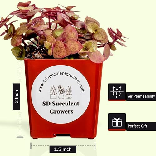 Live Succulents Plants Variety Pack - Well Rooted Plants in 2 Inch Pots - Real, Small, Assorted Houseplants for Indoor, DIY, Home Decor, Wedding, or Birthday Gifts (9 Pack) - Image 2