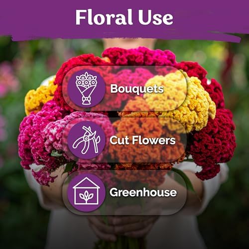 150 Chief Mix Cockscomb Heirloom Flower Seeds, Celosia Argentea - Image 6
