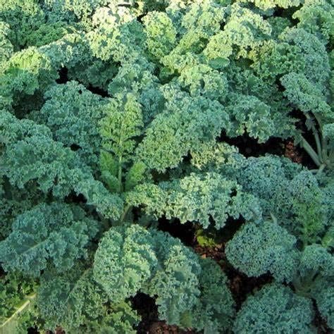 1000 Dwarf Blue Scotch Curled Kale Seeds for Planting Heirloom Non GMO 4+ Grams Garden Vegetable Bulk Survival by Unknown