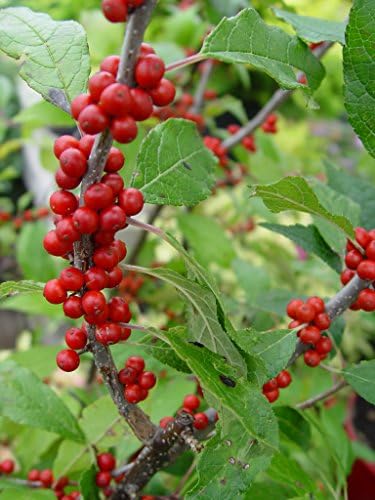 Ilex verticillata 'Winter Red' (Winterberry) Shrub, sm bright red fruit, 3 - Size Container - Image 2