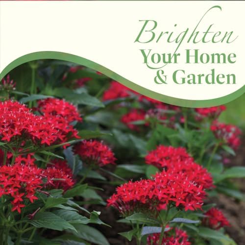 American Plant Exchange Penta 'Red Lace' – 6-Inch Pot – Live Flowering Plant with Deep Red Star-Shaped Blooms, Heat-Tolerant Outdoor Annual for Gardens, Patios, Containers & Pollinator Spaces - Image 7