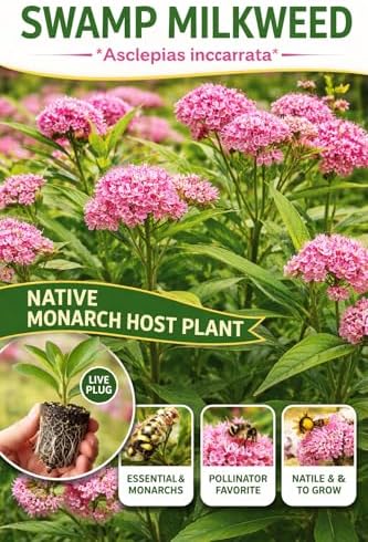Swamp Milkweed Plug – Asclepias incarnata – Live Native Perennial – Monarch Host Plant – Pollinator Garden Starter Plant (5) - Image 3