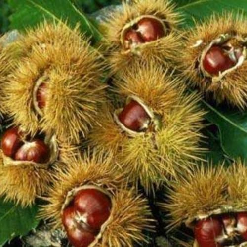 Horse Chestnut Live Tree Plant Dormant, 4-6" Tall - Image 7
