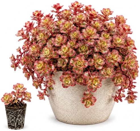 Sedum Spurium Fuldaglut Live Plant Plugs – Cherry Red Foliage Stonecrop – Rooted Succulent Starter Plants – Spreading Ground Cover, 5 Plants - Image 2