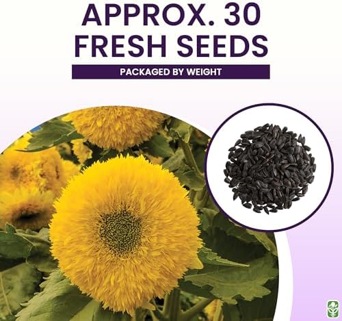 Teddy Bear - Fluffy, Dwarf Sunflower Seeds - 30 Seeds - Up to 40" Tall - Image 3