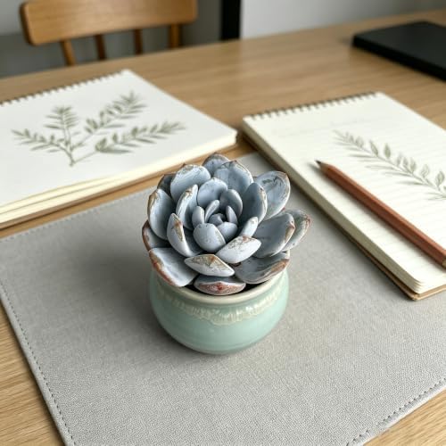 3 PCS Echeveria 'Laui' Live Succulent Plant 2-2.5", Bare Root Succulent, No Pot or Soil, Powdered Rosette Indoor Plant for Decorative Planters, Succulent Collections, Rock Gardens & Home Decor - Image 6