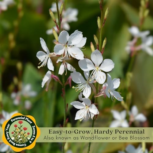 Clovers Garden Gaura Sparkle White Plants - Two (2) Live Plants - Non-GMO - Each 4" to 8" Tall - in 4" Inch Pots - Perennial, Pollinator Friendly, Continuous Blooms - Image 5