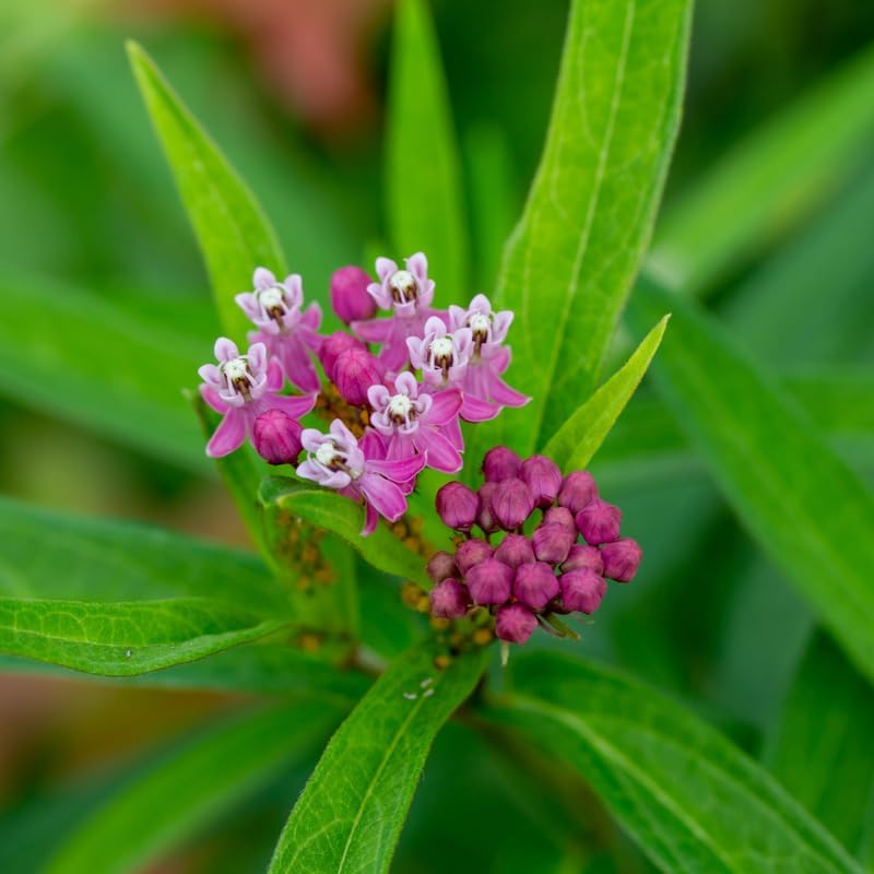 2 Pink Milkweed Live Plants, Perennial Flower Plant, 4-8 Inch Tall - Image 3