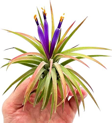 ragnaroc Air Plants Bulk - Tillandsia Ionantha Wholesale Pack, Regular 1-3" - 25ct - Live Arrival Guaranteed - House Plants for Home Decor & Gift - Image 3