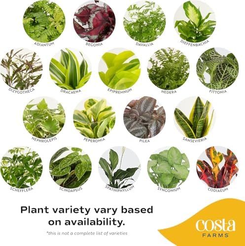 Costa Farms Live Indoor Plants Starter Collection, 4-Inch Pots, 3-Pack - Image 3