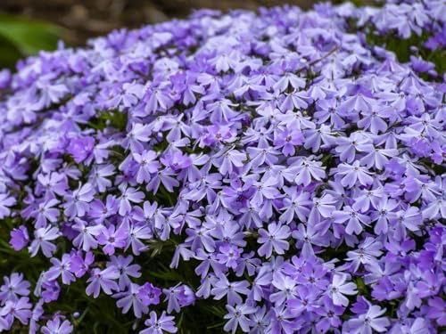Greenwood Nursery: Live Ground-Cover Plants - Emerald Blue Creeping/Moss Phlox + Subulata - [Qty: 10x Pint Pots] - (Click for Other Available Plants/Quantities) by GreenwoodNursery