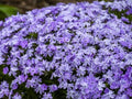 Greenwood Nursery: Live Ground-Cover Plants - Emerald Blue Creeping/Moss Phlox + Subulata - [Qty: 5X Pint Pots] - (Click for Other Available Plants/Quantities) by GreenwoodNursery