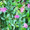 Clovers Garden Mexican Heather Magenta Plants - Two (2) Live Plants – Non-GMO - Not Seeds - Each 4" to 8" Tall – in 4" Inch Pots - Heat Tolerant, Pollinator Friendly, Low Maintenance by CloversGarden