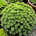 October Sedum Live Rooted Plant Plugs – Hardy Succulent Ground Cover Starter Plants – Pink Fall Blooms – Drought Tolerant Perennial Sedum for Outdoor Gardens & Rock Gardens (5 Plugs) by CZGrain