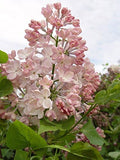 Syringa X hya. 'Maiden's Blush' (Lilac) Shrub, light pink flowers, #3 - Size Container by GreenPromiseFarms