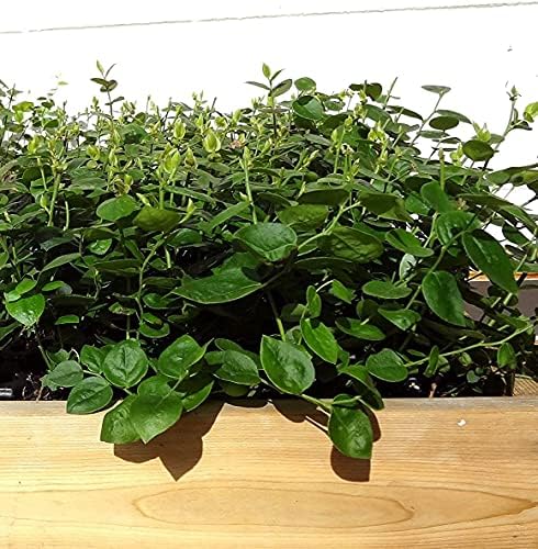 Two Healthy Live Plants of Blueberry Plants Top Hat - 4" ~ 6" Tall Each - Image 3