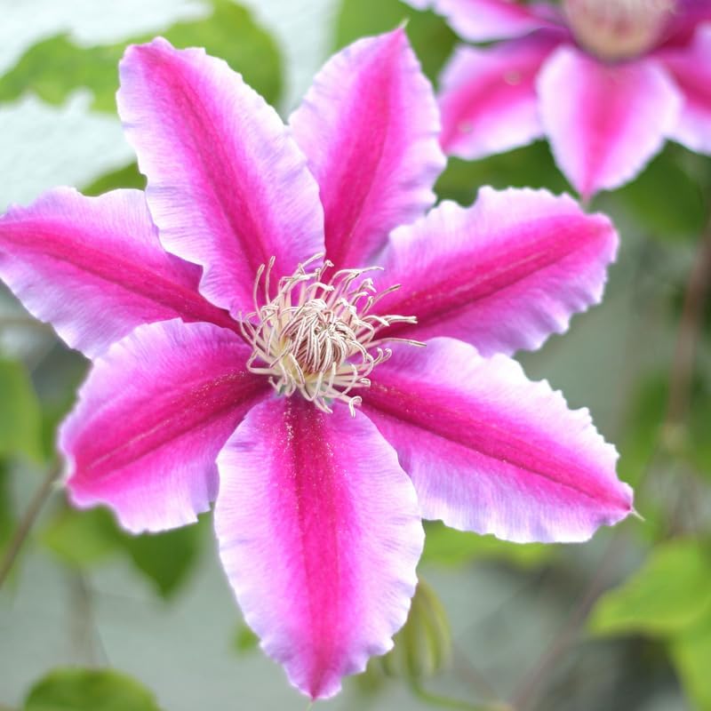 White Pink Clematis Vine Plant, Clematis Vine Plants Live in 2.5 Inch Pot - Image 2