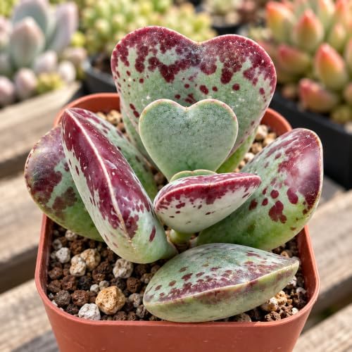 Adromischus triflorus 'Calico Hearts' Bare Root Succulent Live Plant 2 Inch - Image 5