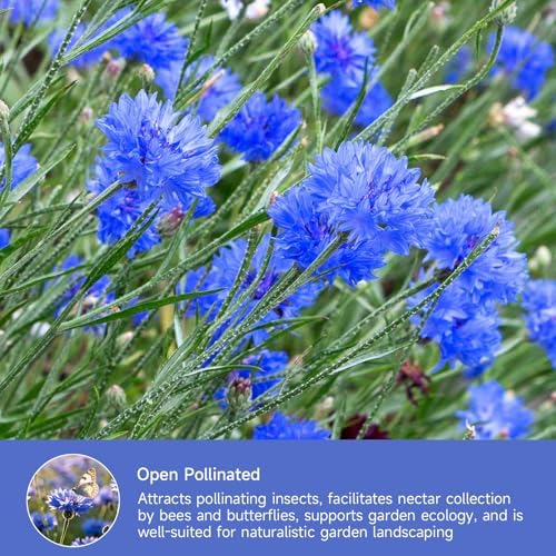 Groundio Bachelor Button Seeds Tall Blue 6000+ Seeds - Image 6
