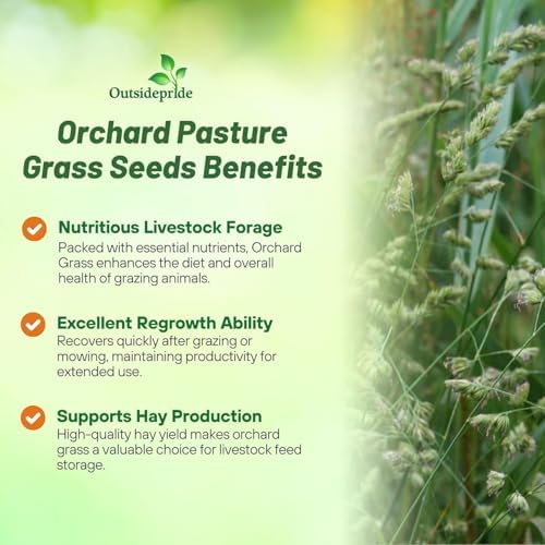 Outsidepride Grazer Orchard Pasture Grass Seed - 5 Lbs. Perennial, Drought & Shade Tolerant, Winter Hardy Fescue Seed for Hay, Grazing, Silage, Greenchop, Goat Feed, & Lawn Use - Image 4