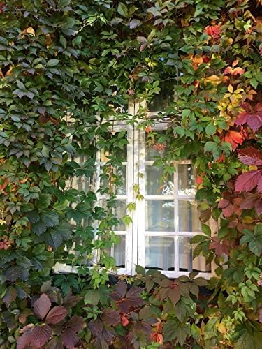 Virginia Creeper - Fast Growing Engelman Ivy Vines (Parthenocissus quinquefolia) Landscape Ready in 4" Pot, Fully Rooted, Survival Guaranteed Under Proper Care - Image 2