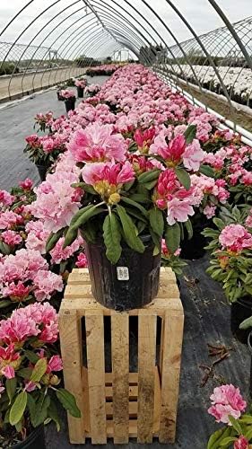 Rhododendron yak. 'Prince' (Rhododendron) Evergreen, pink flowers with dark pink edge, #2 - Size Container - Image 5