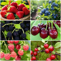 1500+ Fruit Tree Seeds Mixed for Planting, 6 Varieties, 400 Strawberry 200 Blueberry 300 Raspberry 300 Mulberry 200 Cranberry 20 Cherry, Non-GMO Heirloom Seed for Garden Outdoor by Unknown