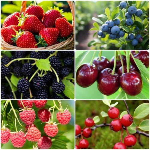 1500+ Fruit Tree Seeds Mixed for Planting, 6 Varieties, 400 Strawberry 200 Blueberry 300 Raspberry 300 Mulberry 200 Cranberry 20 Cherry, Non-GMO Heirloom Seed for Garden Outdoor by Unknown