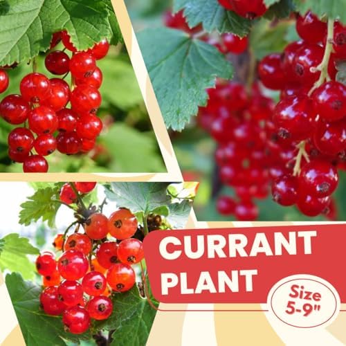 Red Currant Live Plant for Planting, Berry Fruit Bush, 5-9 Inch Tall - Image 3