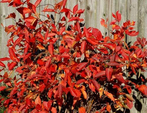 Virginia Sweetspire Shrub - 12-18" Tall Live Plant - Quart Pot - Image 5