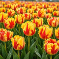 25 Texas Flame Parrot Tulip Bulbs | Red Yellow Spring Flowers for Gardens by CZGrain