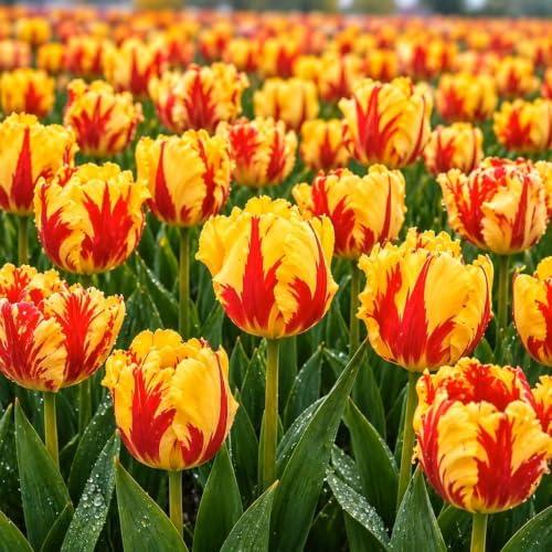 25 Texas Flame Parrot Tulip Bulbs | Red Yellow Spring Flowers for Gardens by CZGrain