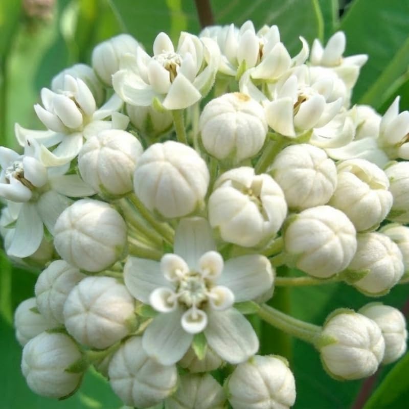2 White Milkweed Plants Live, Asclepias Tuberosa Perennial, 4-8 Inch Tall - Image 2