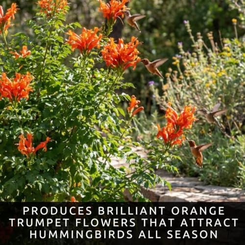 Orange Trumpetbush Seeds for Planting | Bright Orange Flowers | 100 Seeds - Image 2
