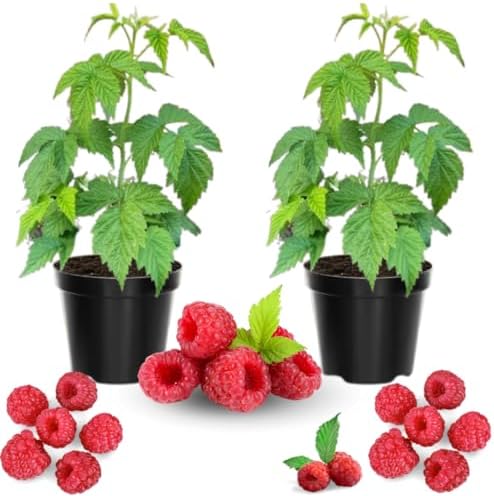 2 Red Raspberry Plants Live, Edible Berry Bush Plant, 5-10" Tall by AVERAR