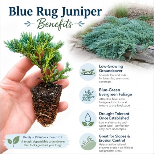 3 Blue Rug Juniper Wiltonii Live Plants | Juniperus Horizontalis | - Image 3