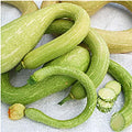 Tromboncino Zucchini Squash Seeds (25 Seed Packet) (More Heirloom, Non GMO, Vegetable, Fruit, Herb, Flower Garden Seeds at Seed King Express) by Unknown