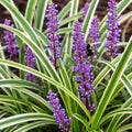 Silver Dragon Lilyturf (Liriope) Grass - Gallon Pot by Unknown