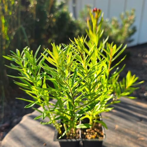 Asclepias tuberosa, Butterfly Weed, Orange Milkweed,native, Cnt Sz: 2-Pack - Image 2