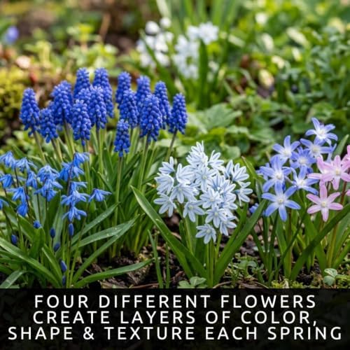 50 Fall Planting Bulbs Mix | Blue & Pink | Muscari, Squill & Starflower Mix - Image 6