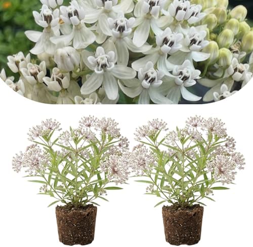 2 White Milkweed Live Plants, Flowering Plant, 4-7 Inch Tall by PlantsSeedsBulbs