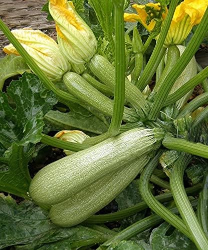 Seeds Zucchini Courgette Squash Bush Type 36 Days Heirloom Vegetable for Planting Non GMO - Image 7