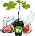 Black Mission Fig Tree Live Plant - Ficus carica - Wellspring Gardens Starter Plant by WellspringGardens