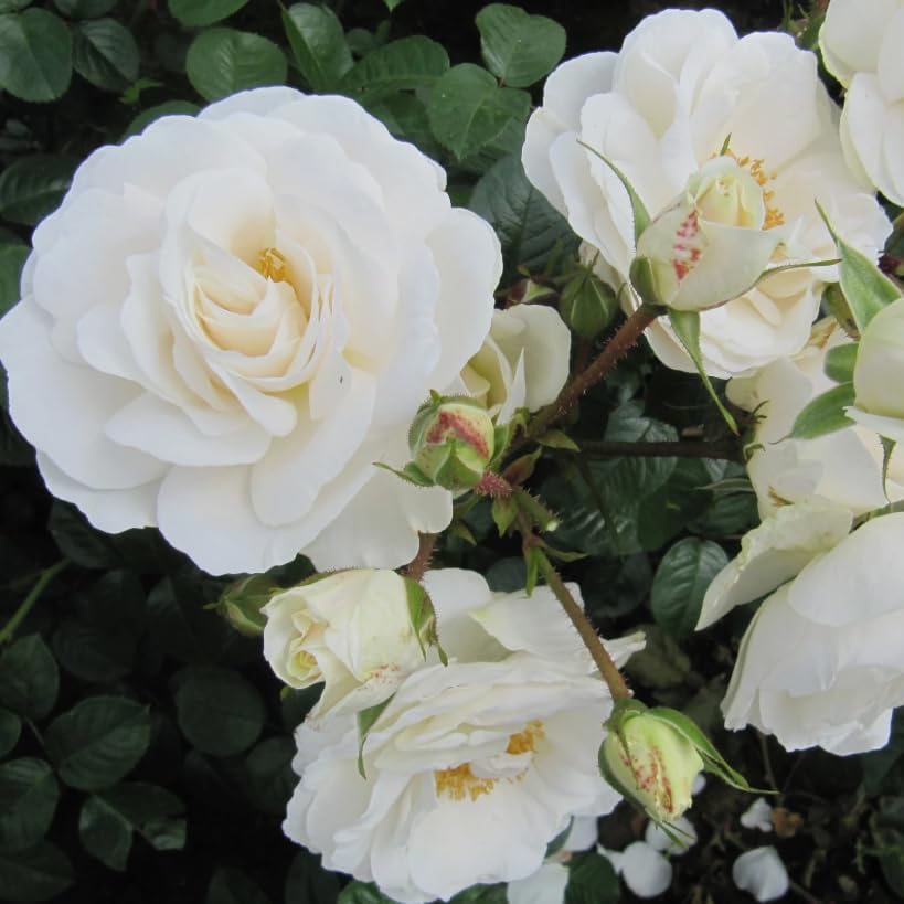 Climbing Roses Live Plants 5-8 "Tall 3" Pot, Heirloom Roses Climber Repeat Flowering, Vibrant Blooms, Hardy Shrub Outdoor Garden Flower (White) - Image 3