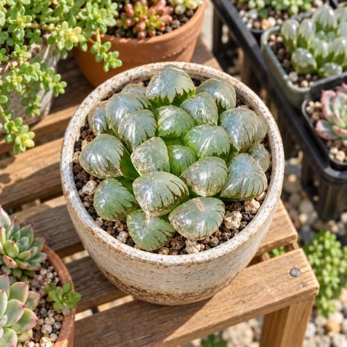 Haworthia 'Cooperi Ice Lantern' Bare Root Succulent Live Plant 3-3.5 Inch - Image 3