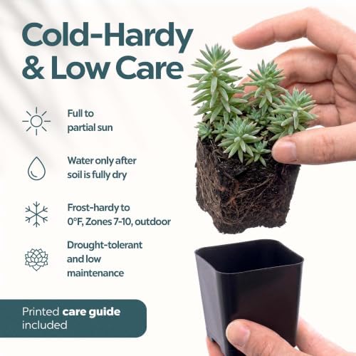 Mountain Crest Gardens Hardy Succulents Plants Live | 6-Pack Frost-Tolerant Succulent Plants Variety Pack | Live Succulents Plants in 2 Inch Pots | Plants Live for Rock Garden, Landscaping & DIY - Image 5